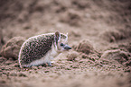 Egyptian long-eared hedgehog