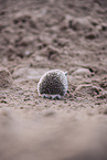 Egyptian long-eared hedgehog