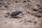 Egyptian long-eared hedgehog