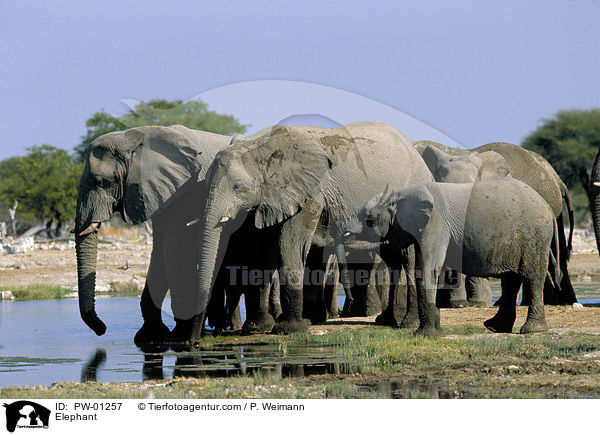 afrikanischer Elefant / Elephant / PW-01257