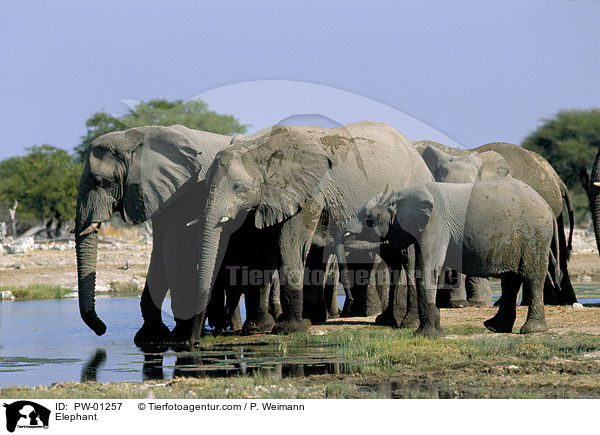 Elephant / PW-01257