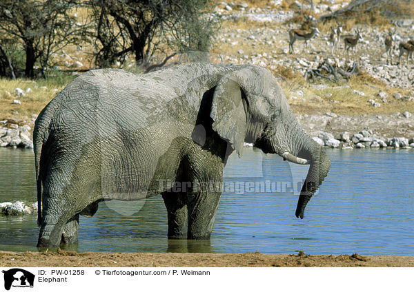 afrikanischer Elefant / Elephant / PW-01258