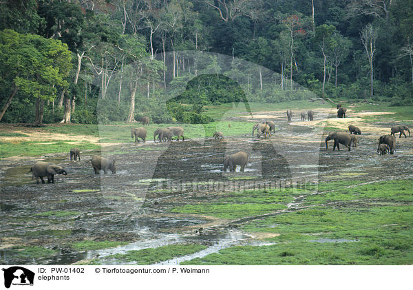Waldelefanten / elephants / PW-01402