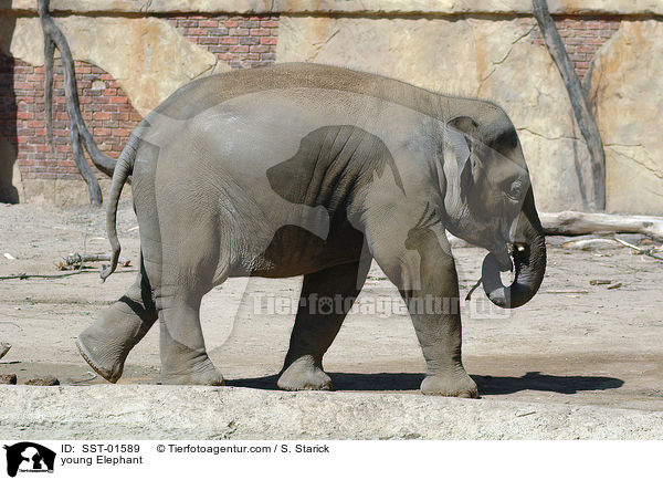 junges Elefantenkind / young Elephant / SST-01589