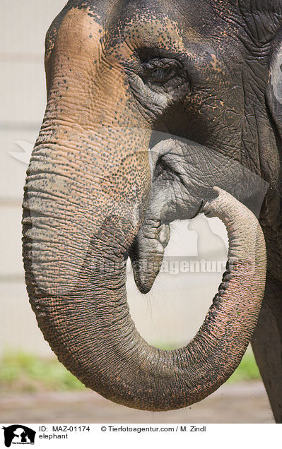 elephant / MAZ-01174