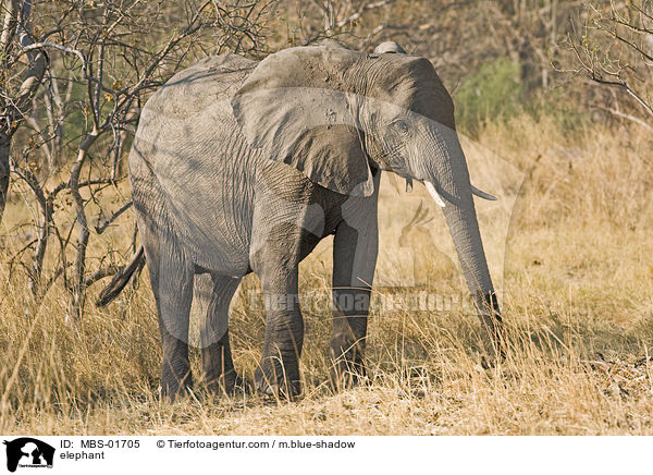 Elefant / elephant / MBS-01705