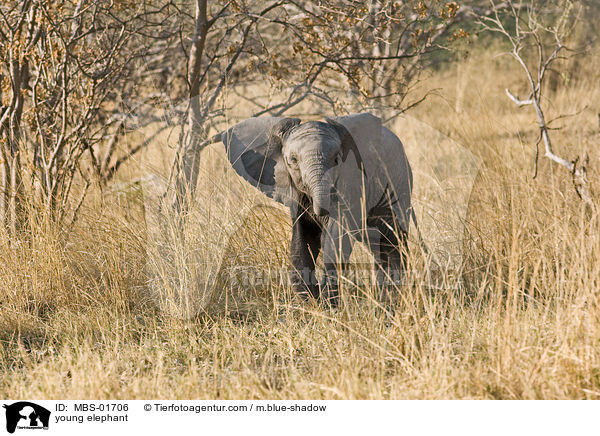 junger Elefant / young elephant / MBS-01706
