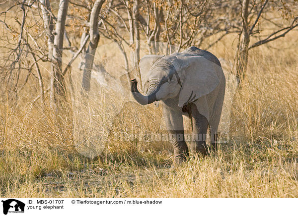 junger Elefant / young elephant / MBS-01707