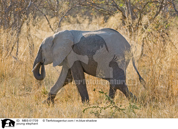 junger Elefanten / young elephant / MBS-01709