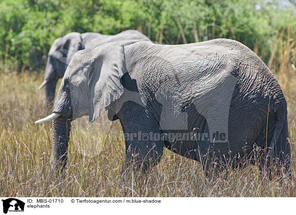 Elefanten / elephants / MBS-01710