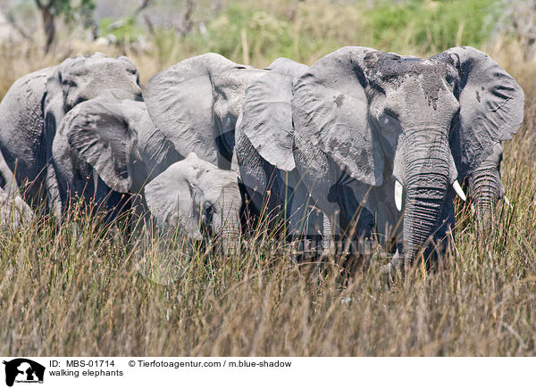 laufende Elefanten / walking elephants / MBS-01714