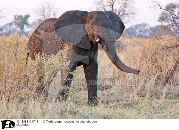 Elefant / elephant / MBS-01717