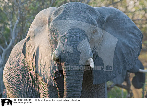 Elefant Portrait / elephant portrait / MBS-01719
