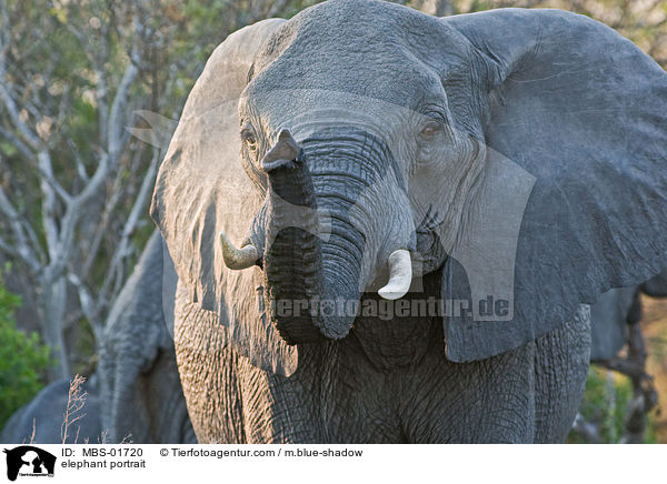 Elefant Portrait / elephant portrait / MBS-01720