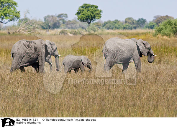 laufende Elefanten / walking elephants / MBS-01721