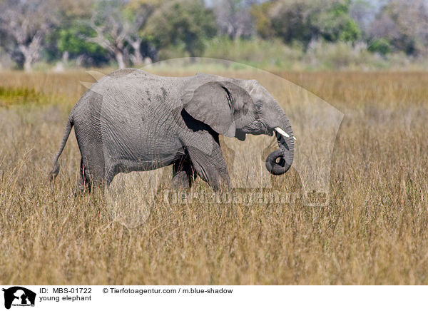 junger Elefant / young elephant / MBS-01722