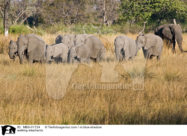 laufende Elefanten / walking elephants / MBS-01724