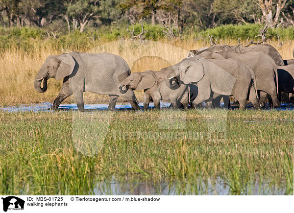 laufende Elefanten / walking elephants / MBS-01725