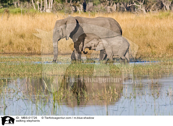 laufende Elefanten / walking elephants / MBS-01726