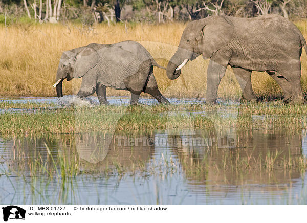laufende Elefanten / walking elephants / MBS-01727