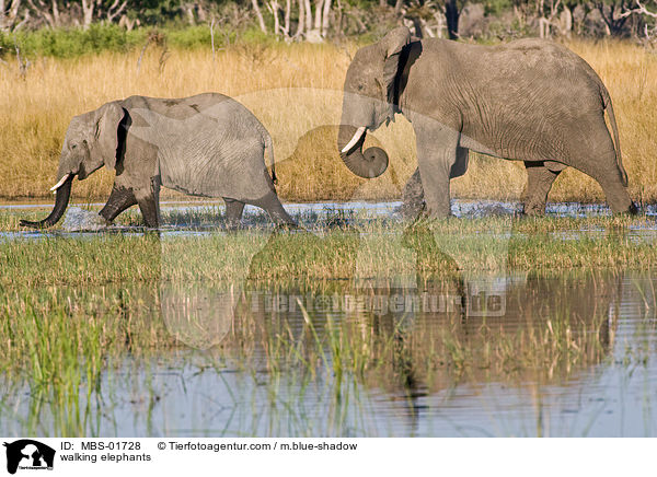 laufende Elefanten / walking elephants / MBS-01728