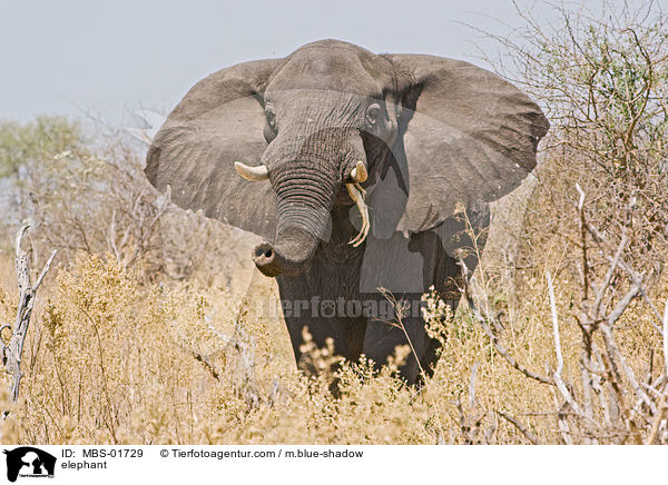 Elefant / elephant / MBS-01729