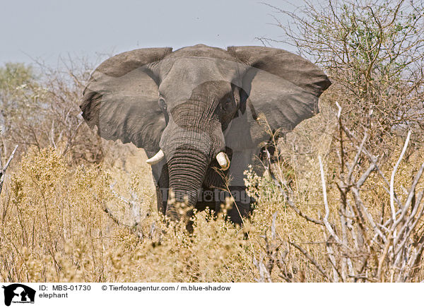 Elefant / elephant / MBS-01730