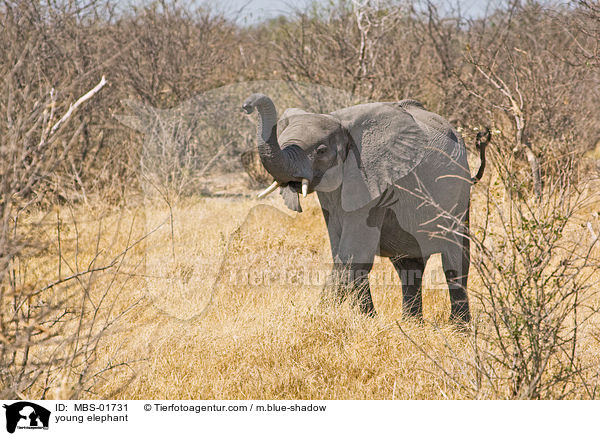 junger Elefant / young elephant / MBS-01731