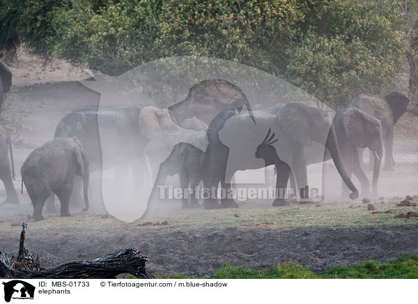 Elefanten / elephants / MBS-01733