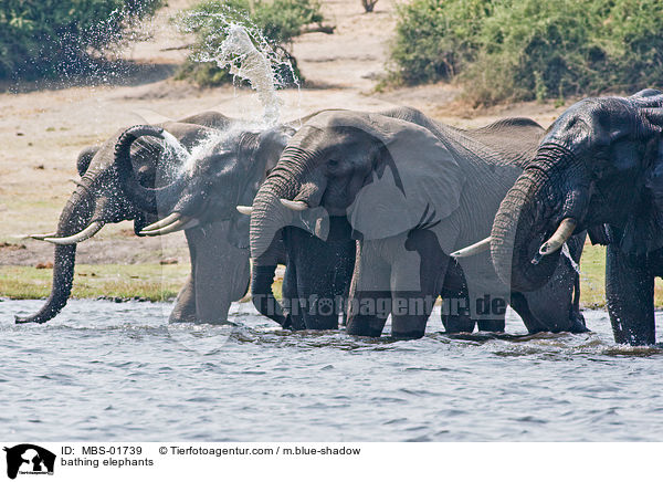 badende Elefanten / bathing elephants / MBS-01739