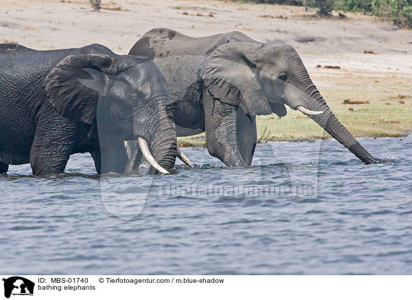 badende Elefanten / bathing elephants / MBS-01740