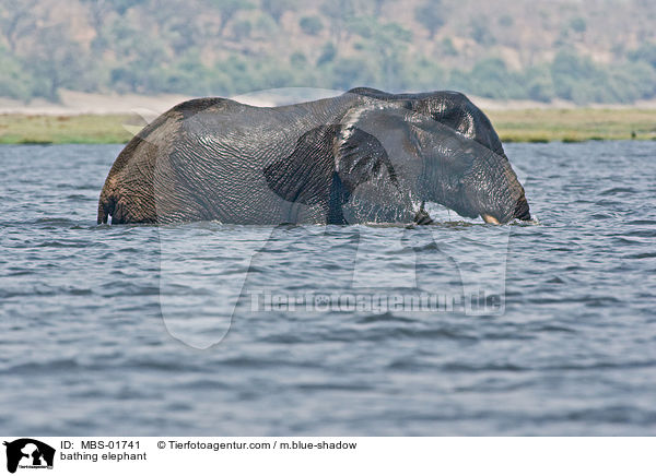 badender Elefant / bathing elephant / MBS-01741