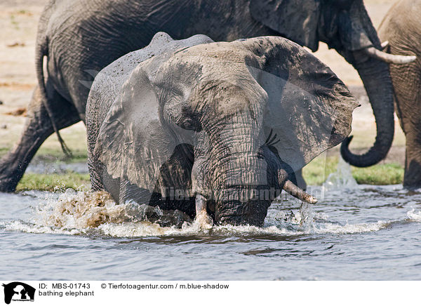 badender Elefant / bathing elephant / MBS-01743