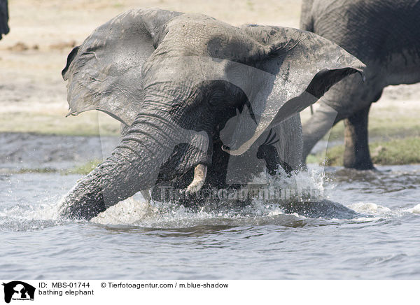 badender Elefant / bathing elephant / MBS-01744
