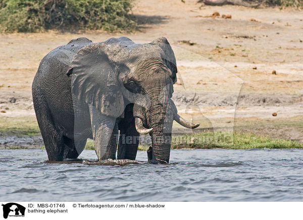 badender Elefant / bathing elephant / MBS-01746