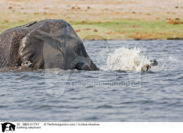 badender Elefant / bathing elephant / MBS-01747