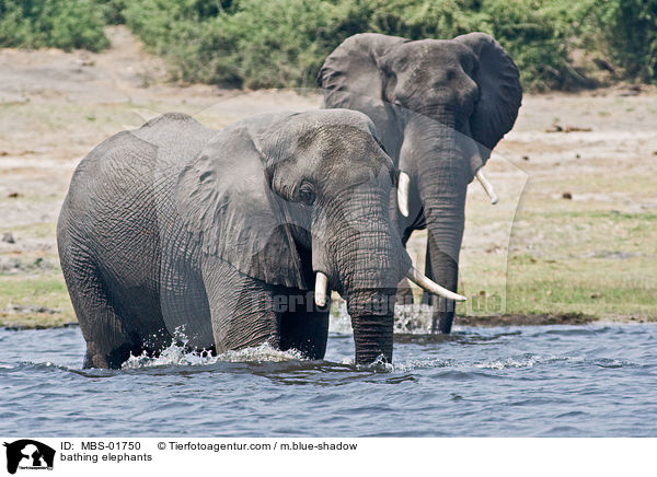 badende Elefanten / bathing elephants / MBS-01750