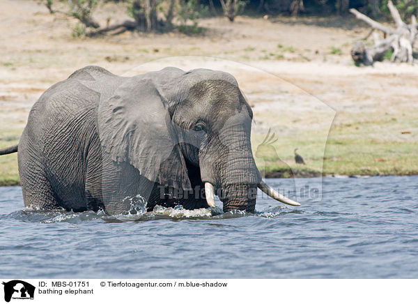 badender Elefant / bathing elephant / MBS-01751