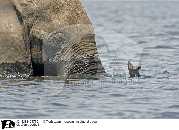 elephant portrait / MBS-01752