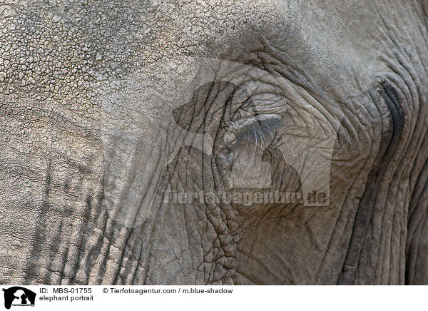 Elefant Portrait / elephant portrait / MBS-01755