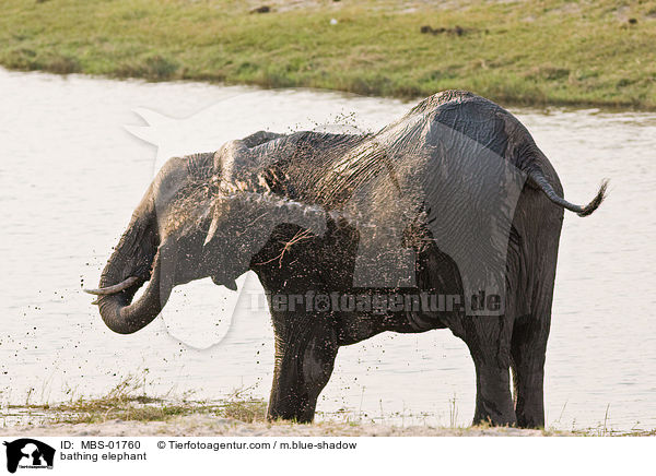 badender Elefant / bathing elephant / MBS-01760
