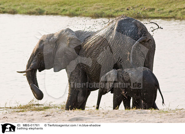 badende Elefanten / bathing elephants / MBS-01761