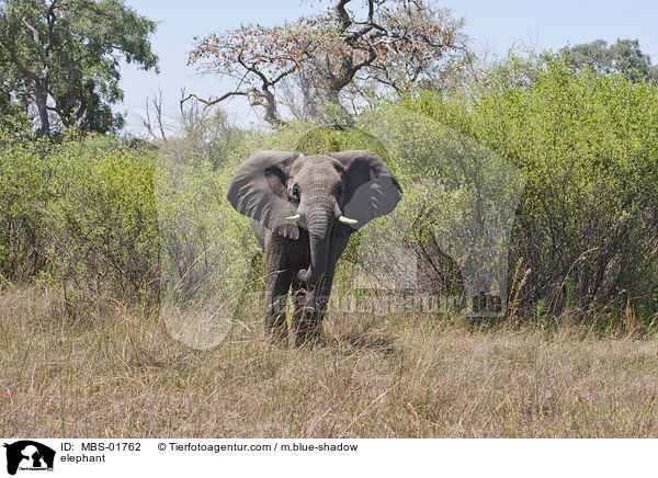 Elefant / elephant / MBS-01762