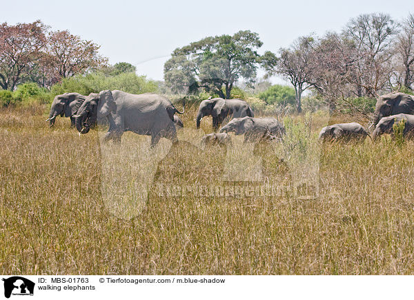 laufende Elefanten / walking elephants / MBS-01763