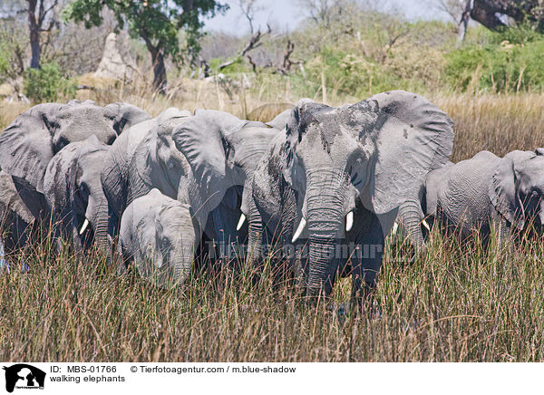 laufende Elefanten / walking elephants / MBS-01766