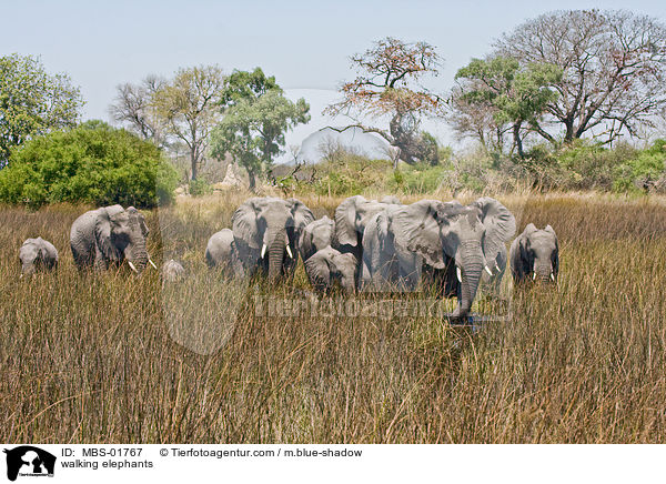 laufende Elefanten / walking elephants / MBS-01767