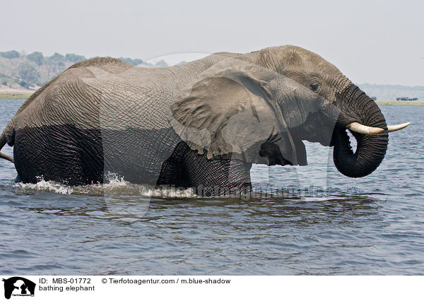 badender Elefant / bathing elephant / MBS-01772