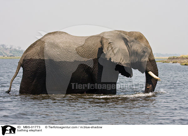 badender Elefant / bathing elephant / MBS-01773