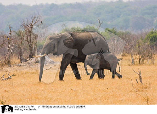 laufende Elefanten / walking elephants / MBS-01776