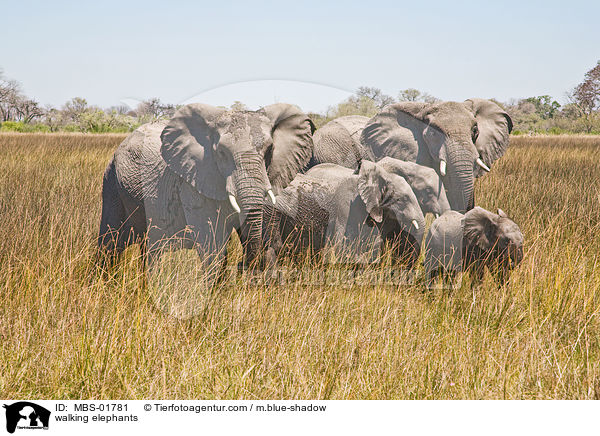 laufende Elefanten / walking elephants / MBS-01781